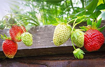 《奥日》开发商：新作要么成就要么毁了我们